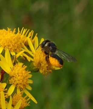 Solitary bee - Megachile visicolor
