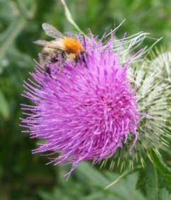 Carder bee on thistle