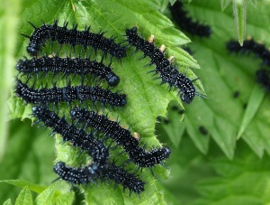 Caterpillar of the Peacock butterfly