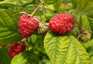Ripening raspberries