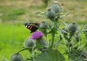 Red admiral on thistle