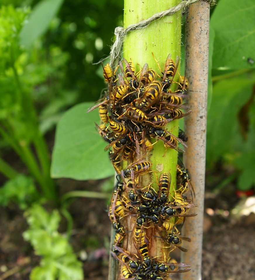 Wasps on sunflower stems