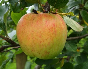 Apples - James Grieve