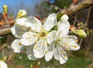 Blossom on the plum tree