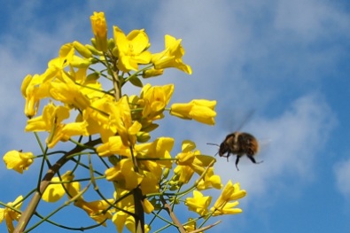 Bumblebee and brassica