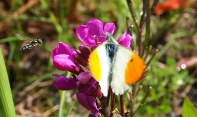 Orangetip and hoverfly