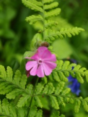 Red campion and fern