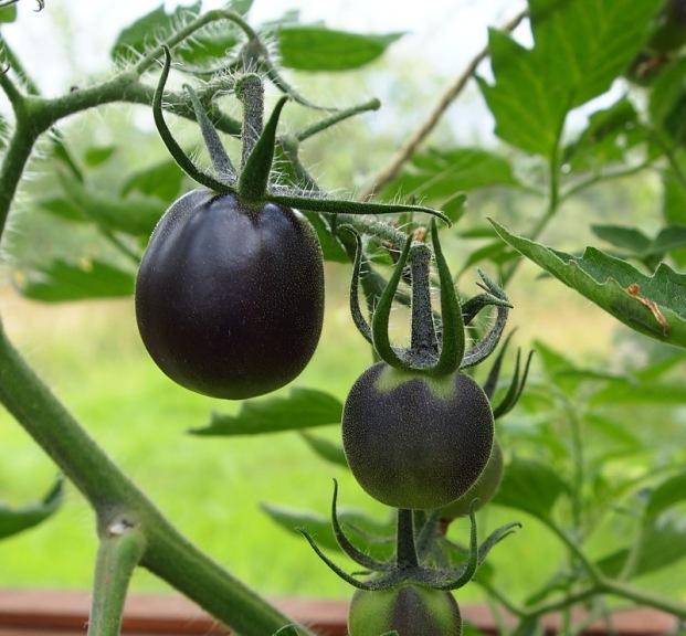 Tomatoe - black berry