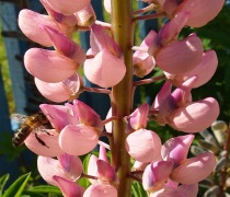 Honeybee on Lupin