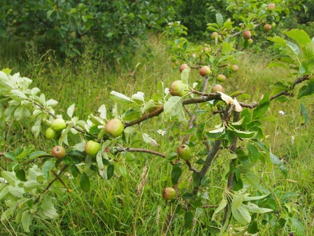 Wind damaged apple tree