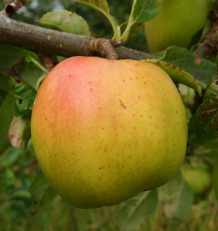 Brambley apple