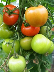 Tomatoes - Gardeners delight