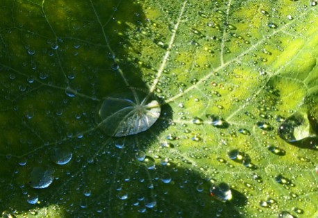 Nasturtium leaf