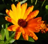 Calendula - pot marigold