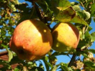 Apples - variety - Katie