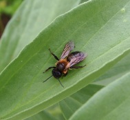 Solitary bee, Andrena Spp