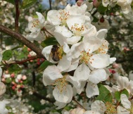 honeybee on crab apple blossom