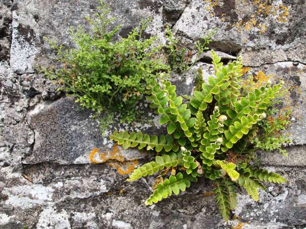 Ferns on stone wall