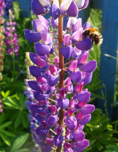 Lupins with carder bee