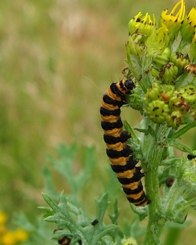 Cinnabar moth caterpillar on ragworth