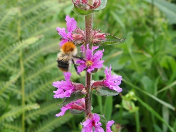 Carder bee on looestrife
