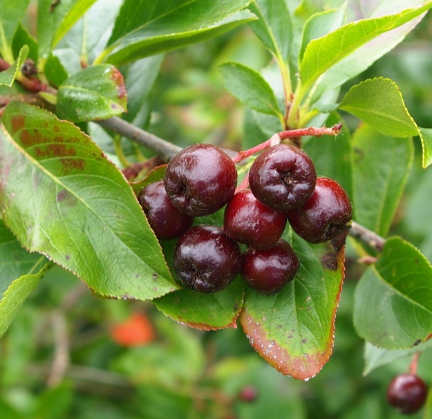 Aronia berries (chokeberry)