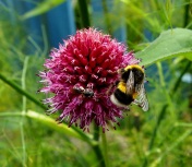 Bumblebee drone sharing Allium