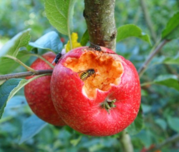 Bird damaged apples being visited by wasps and flies