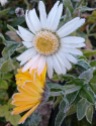 daisy and pot marigold