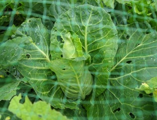 Cabbage protected by netting