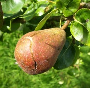 Splitting pear