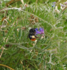 REd tailed bumblebee