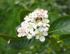 Chokeberry Blossom with solitary bee
