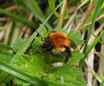 Carder bumblebee cleaning herself