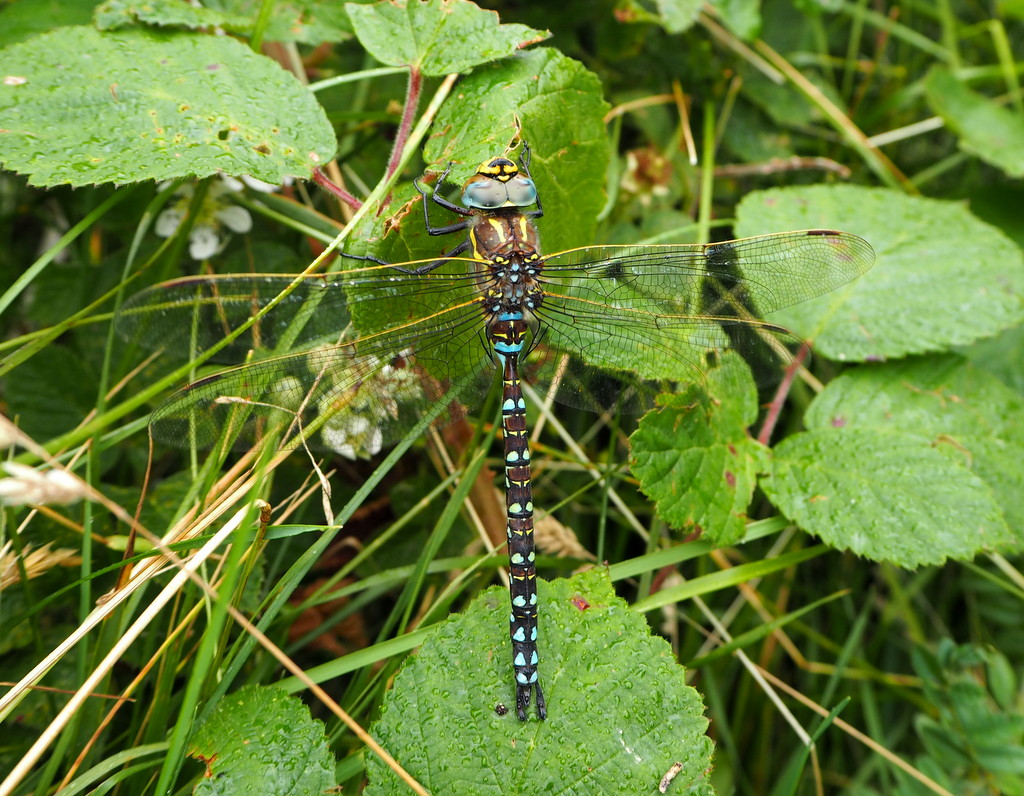 Common Hawker Dragonfly