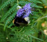Cuckcoo bumblebee